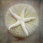 Washington State-Seabeck Sea star on sea urchin Art Print